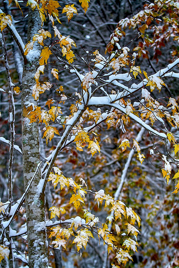 Yellow Maple and Snow Mixed Media by John Haldane