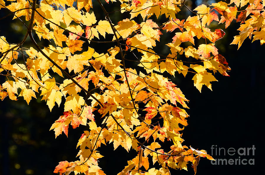Yellow maple leaves Photograph by Les Palenik