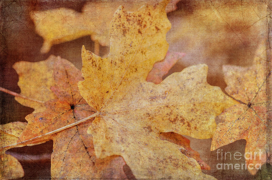 Yellow Maple Leaves Photograph by Tamara Becker