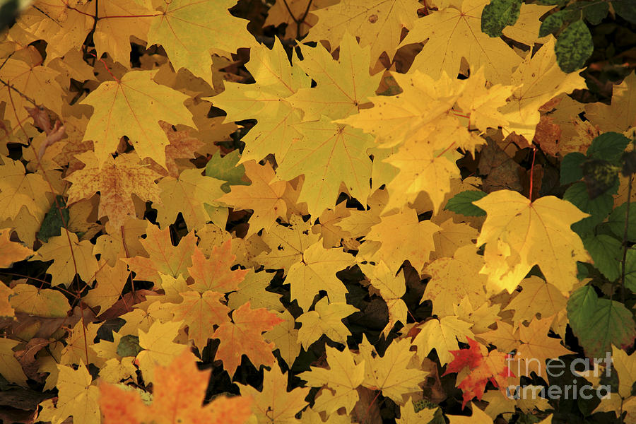 Yellow Maple Leaves Photograph by Timothy Johnson