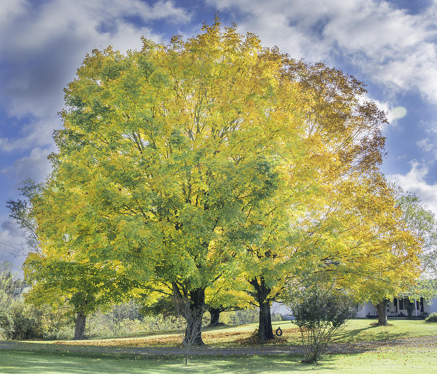 Yellow Maple Tree Photograph by Griffey's Sunshine Photography - Fine ...