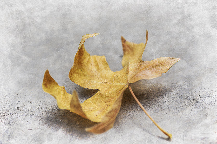 Yellow Maple Leaf Photograph by Mariola Szeliga