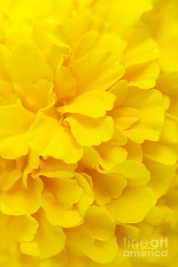 Yellow Marigold Digital Art by E B Schmidt