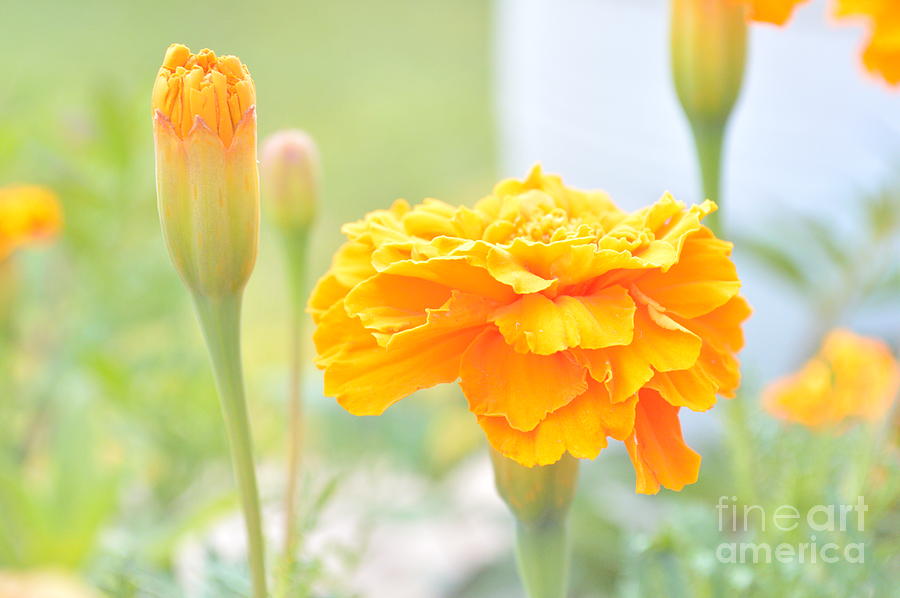 Nature Photograph - Yellow Marigolds In A Morning Garden by Ioanna Papanikolaou