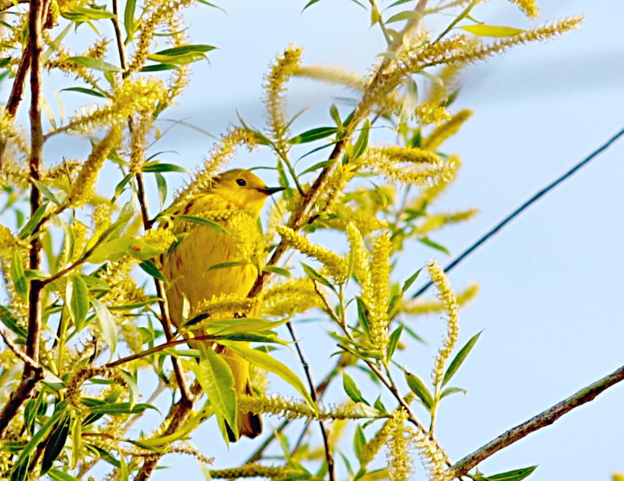 Warbler Photograph - Yellow by Mark Pearson
