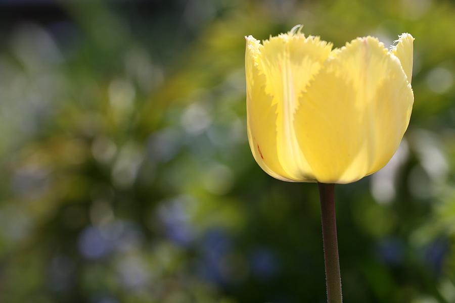 Tulip Photograph - Yellow by Mark Severn