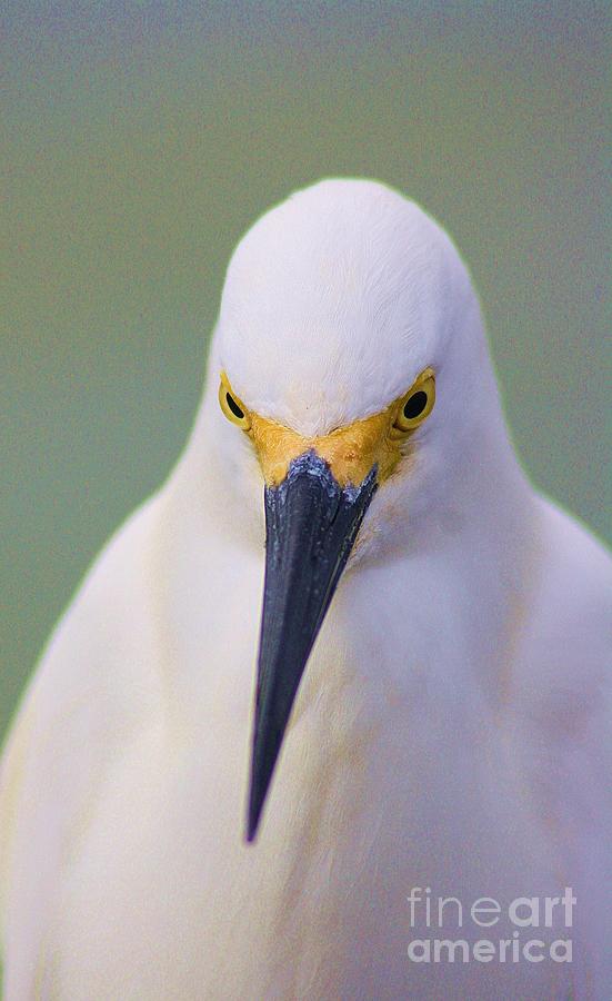 Egret Photograph - Yellow Mask by Chuck Hicks