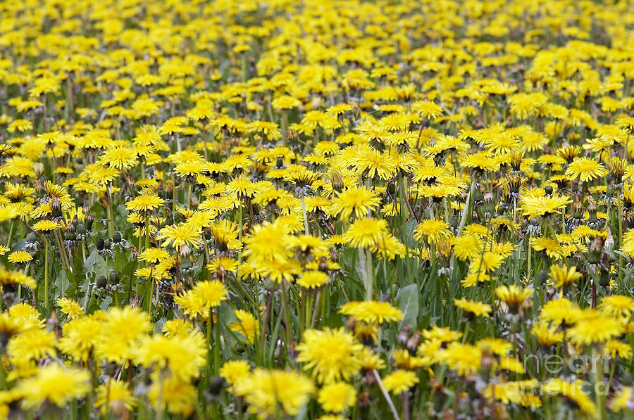 Yellow Meadow - Flowering Dandelions Photograph by Michal Boubin