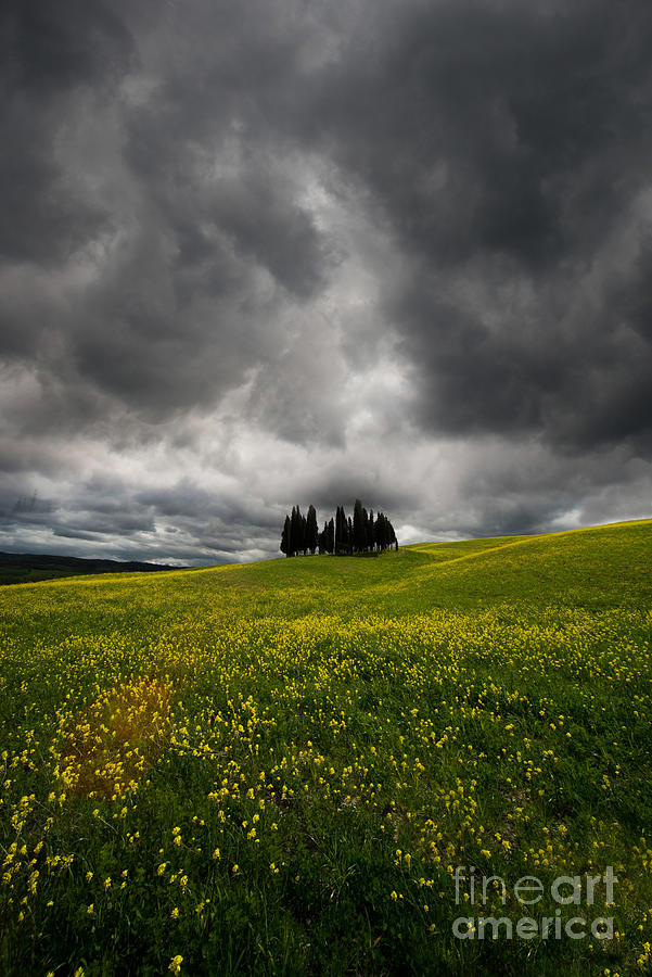 Yellow Meadow Photograph by Jaroslaw Blaminsky