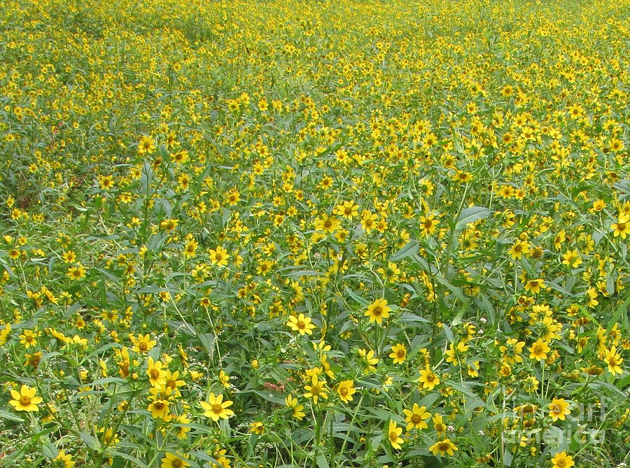 Yellow Meadow Photograph by Joshua Bales