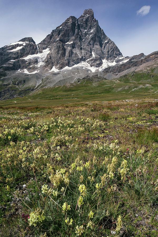 Yellow Milkvetch (astragalus Flavus) And Matterhorn Photograph by Bob Gibbons/science Photo Library