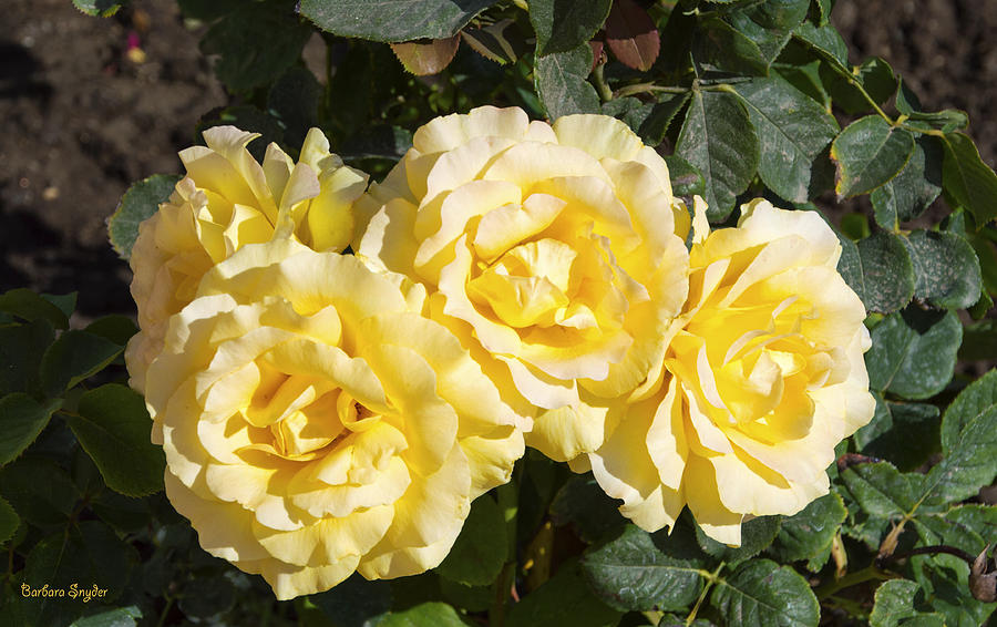 Yellow Mission Roses Photograph