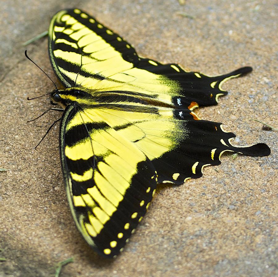 Бабочка желтая с черным — 2-Kartinki.Ru