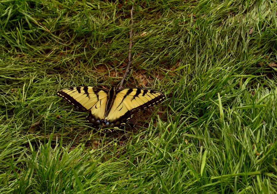 REDUCED Yellow Monarch Photograph by Wild Thing