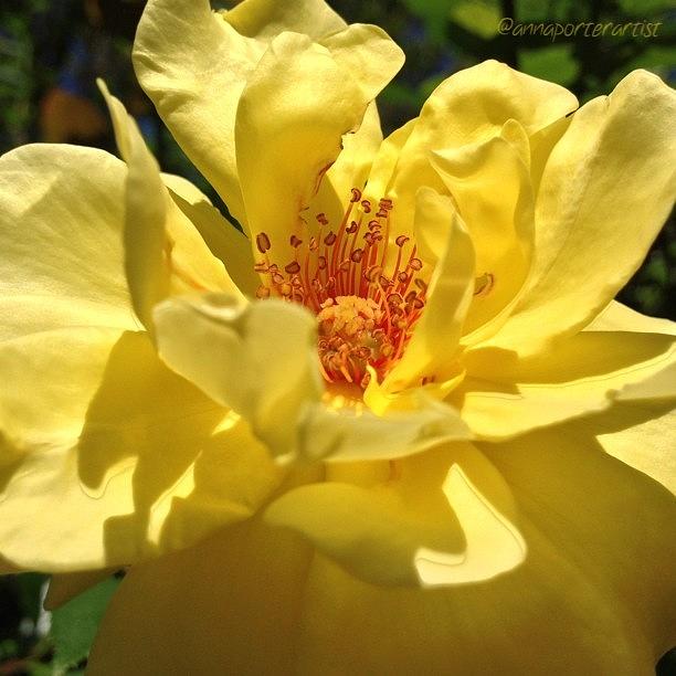Nature Photograph - Yellow Monday Rose by Anna Porter