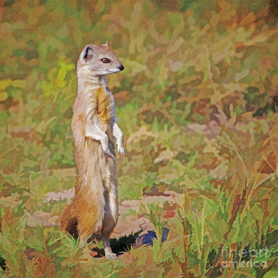 Yellow Mongoose Cynictis penicillata Digital Art by Liz Leyden