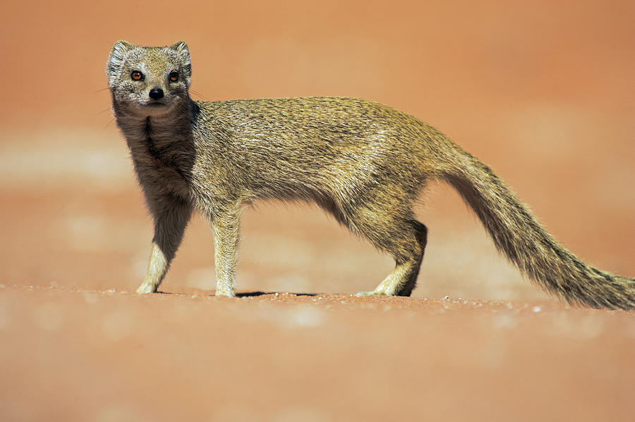 Yellow Mongoose In Kalahari Desert Photograph by Heike Odermatt