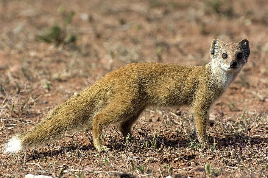 Kgalagadi Transfrontier Park Photograph - Yellow Mongoose by Tony Camacho/science Photo Library