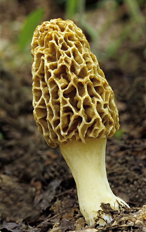 Yellow Morel (Morchella esculenta). Edible. Yellow morels produce fruiting bodies on the ground in woods in the spring. Michigan. USA Photograph by Ed Reschke