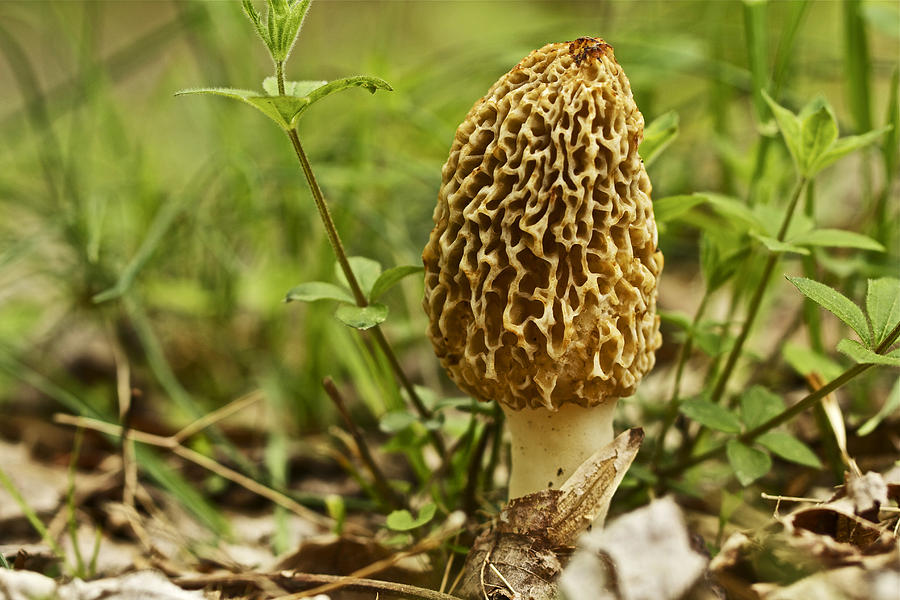 Yellow Morel Mushroom - Morchella esculenta Photograph by Carol Senske