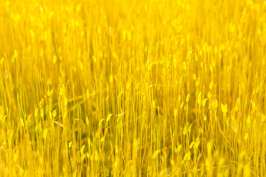 Yellow Moss - Greensboro North Carolina Photograph by Dan Carmichael