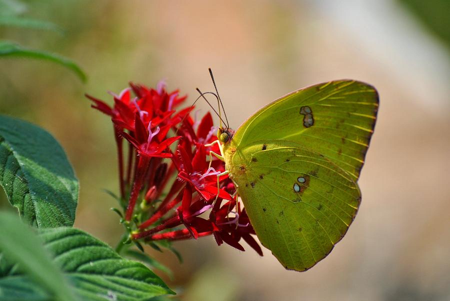Yellow Moth Photograph by Kelly Nowak