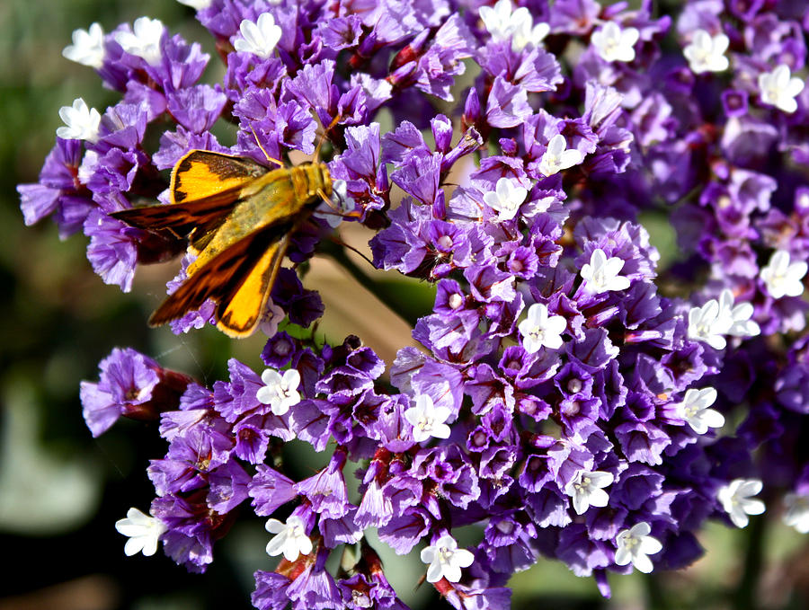 Yellow Moth On Purple Flower Photograph by Venetia Featherstone-Witty