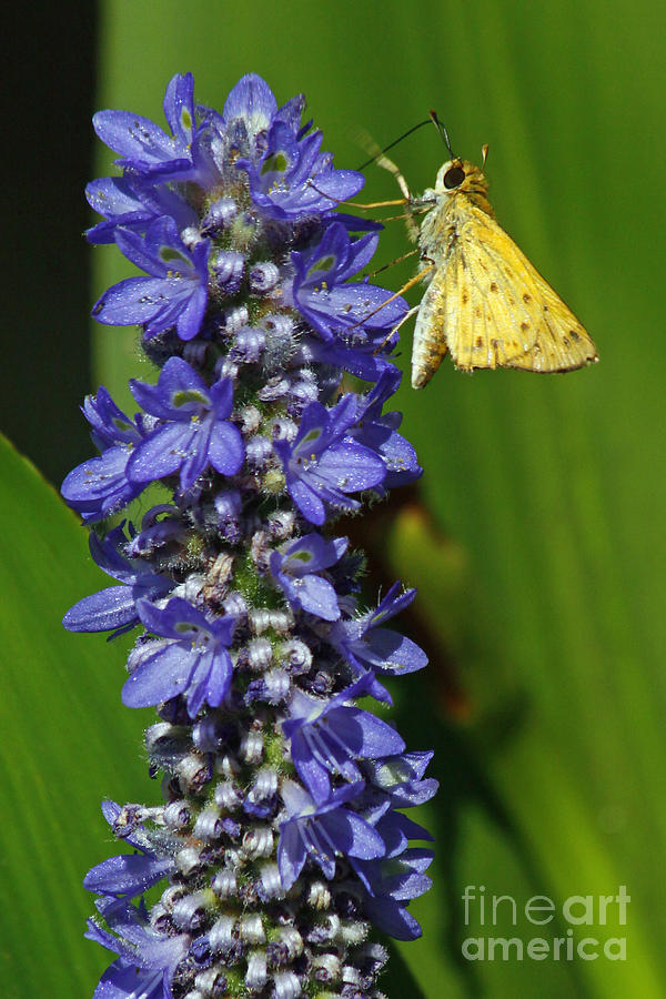 Yellow Moth on Purple Flowers Photograph by Kenny Bosak