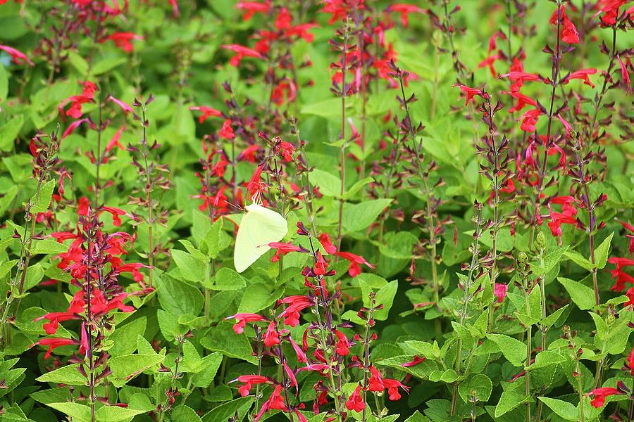 Yellow Moth Red Flower Photograph