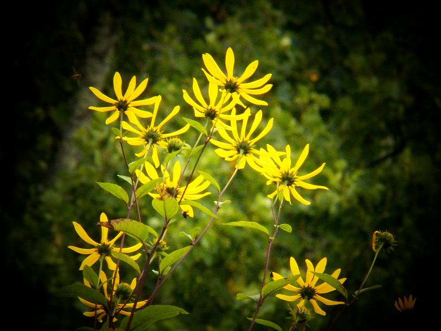 Yellow Mountain Flowers Photograph by Joyce Kimble Smith