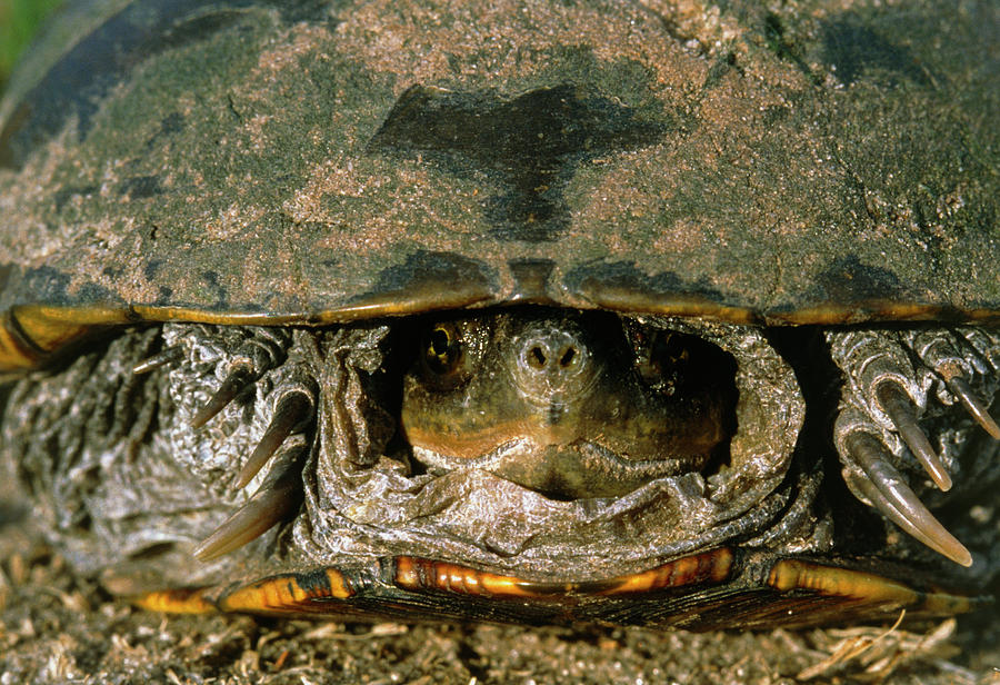 Yellow Mud Turtle Photograph by William Ervin/science Photo Library