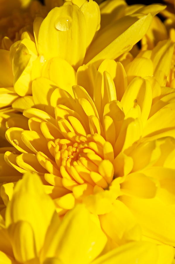 Yellow Mum Photograph by Christina Ochsner