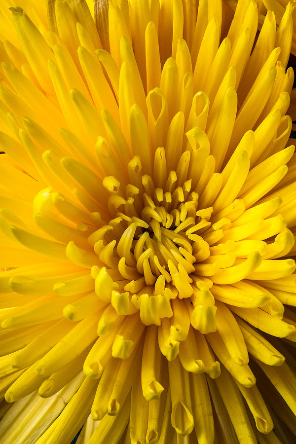 Flower Photograph - Yellow mum close up by Garry Gay
