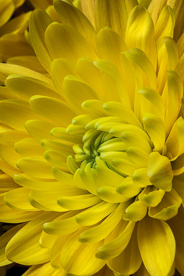 Flower Photograph - Yellow Mum Still Life by Garry Gay