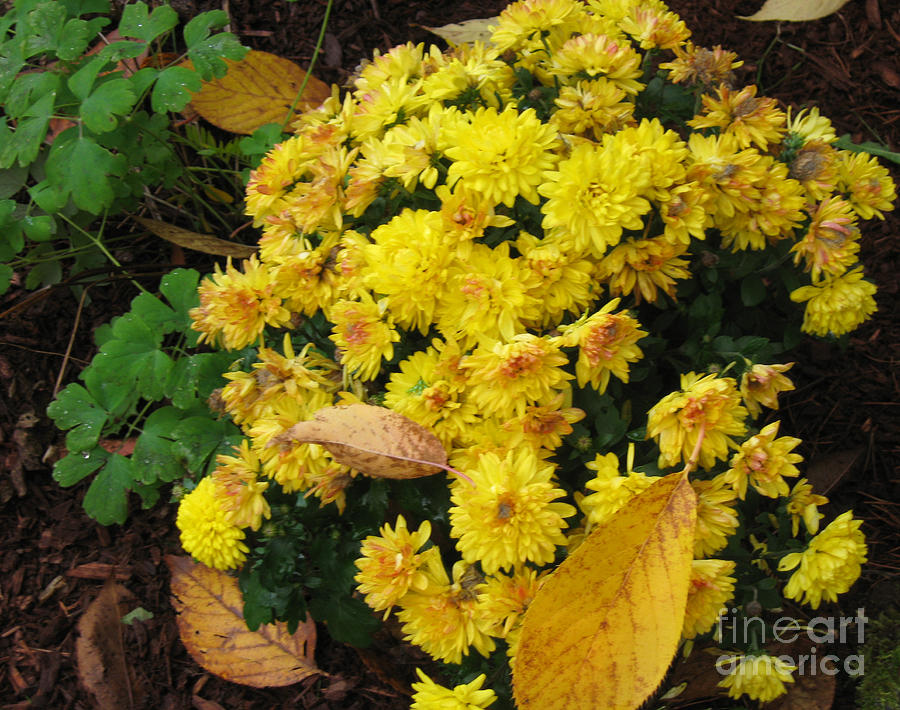 Fall Photograph - Yellow Mums in the Fall Garden by Ellen Miffitt