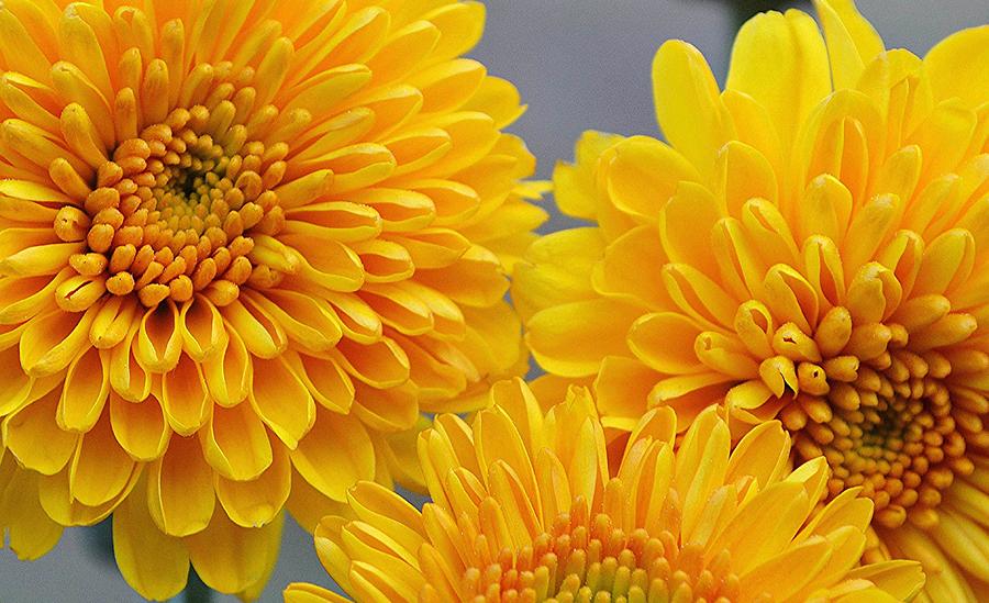 Yellow Mums Photograph by Judy Genovese - Fine Art America