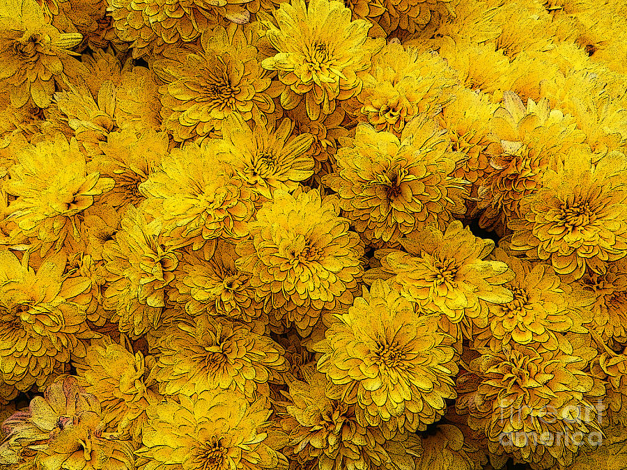 Yellow Mums The Word Photograph by Paul Mashburn