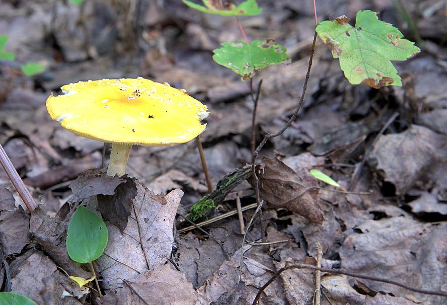 Mushroom Photograph - Yellow Mushroom by Andrew Miles