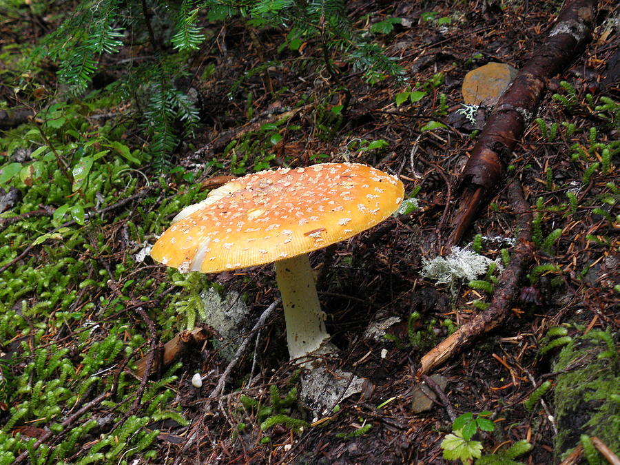 Mushroom Photograph - Yellow Mushroom by Charles Vana