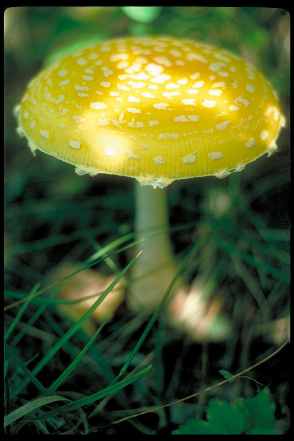 Yellow Mushroom Photograph by Dolores Kaufman
