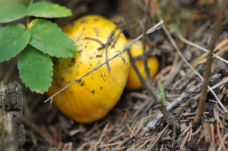 Landscape Photograph - Yellow Mushroom by Ken Wilson