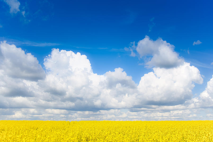 Flower Photograph - Yellow Mustard Fields Under a Deep Blue Sky by Nila Newsom