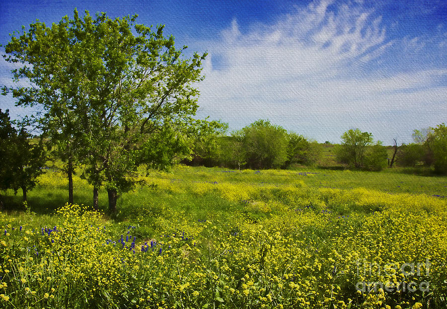 Yellow mustard wildflowers Photograph by Elena Nosyreva