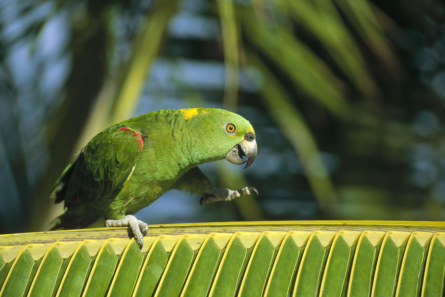Yellow-naped Parrot  Amazon Brazil Photograph by Konrad Wothe