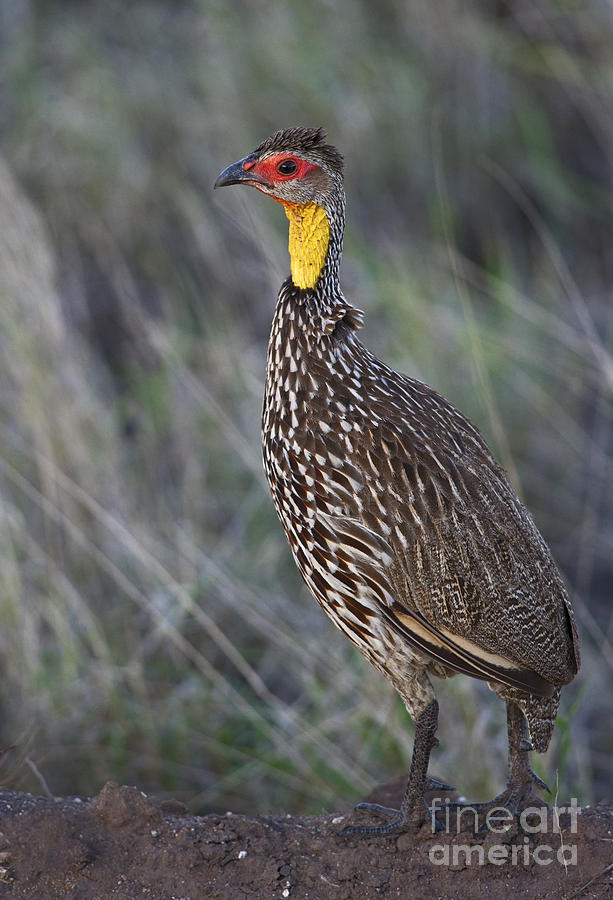 Yellow-necked Francolin... Photograph by Nina Stavlund