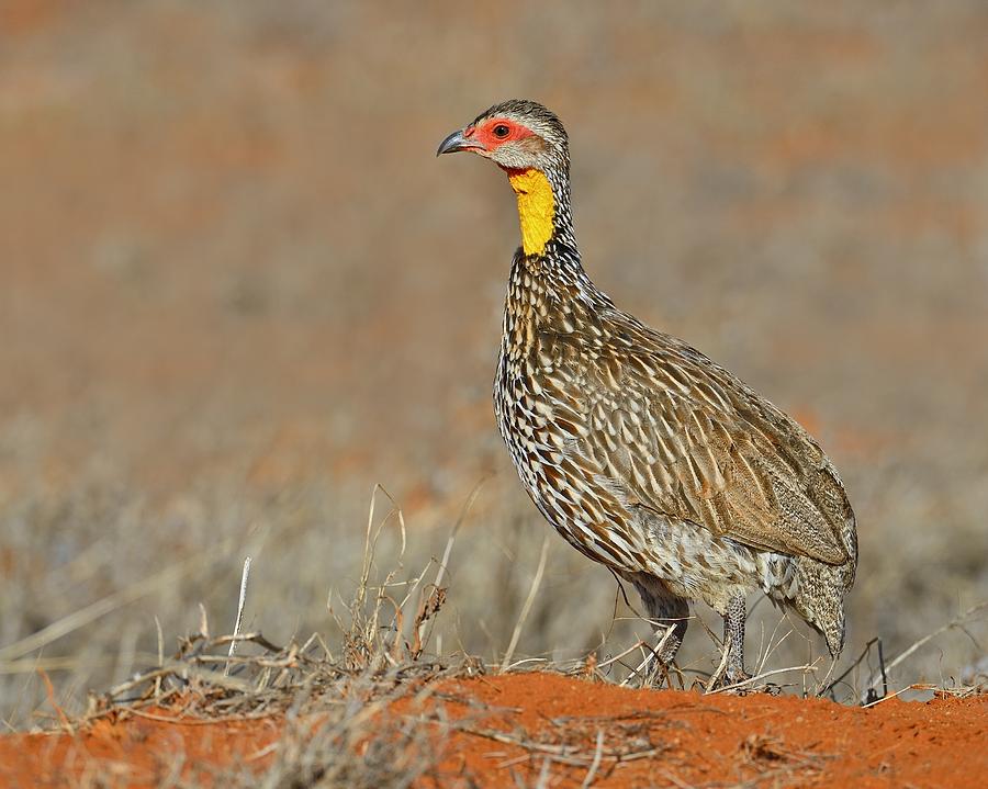 Yellow-necked Spurfowl Photograph by Tony Beck