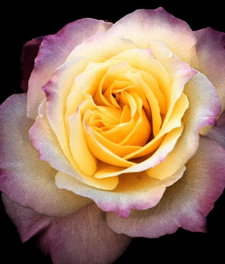 Yellow New Rose  Photograph by Robert Lozen