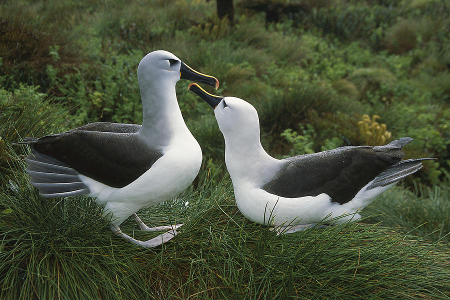 Yellow-nosed Albatross Courting Gough Photograph by Tui De Roy