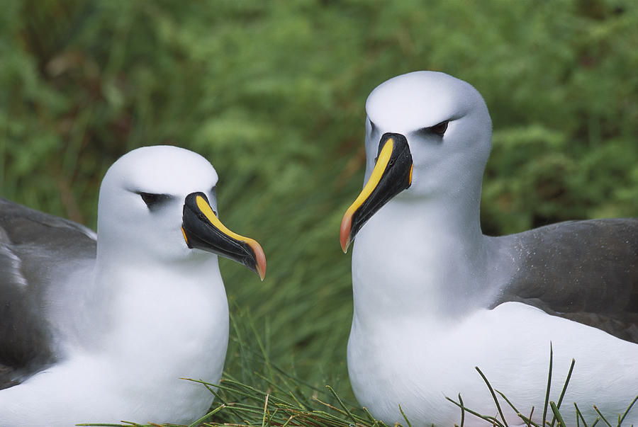 Yellow-nosed Albatross Pair Gough Island Photograph by Tui De Roy