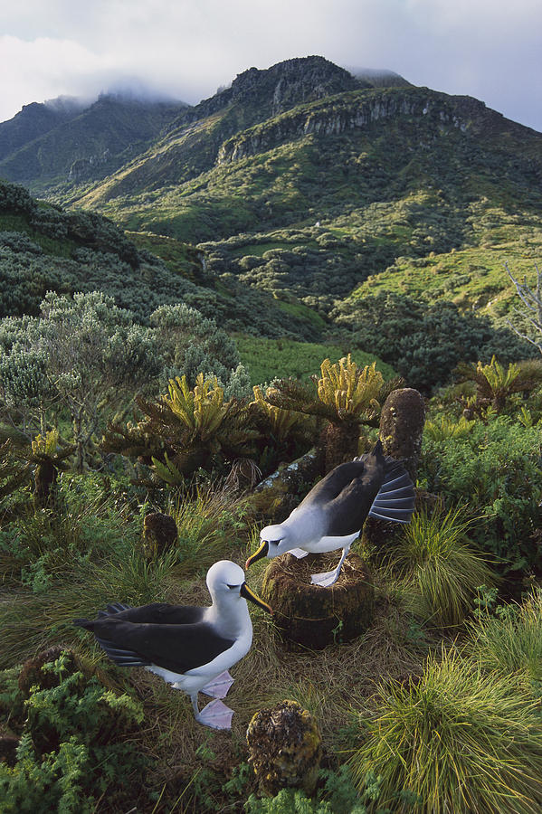 Yellow-nosed Albatross Pair Nesting Photograph by Tui De Roy